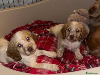 Cocker Spaniel dogs Cocker spaniel puppies in Spennymoor - Advert 1