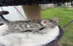 Bengal cats for sale: 3 Pure Bengals left  - Image 12