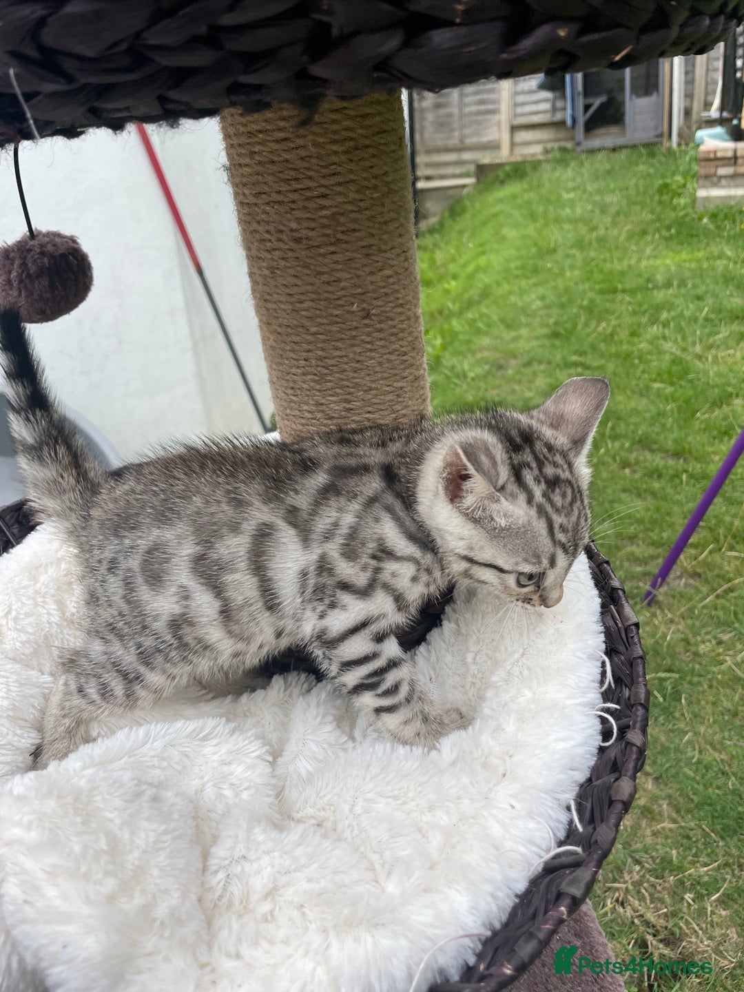 Bengal cats for sale: 3 Pure Bengals left  - Image 12