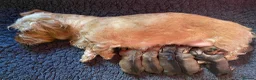Dachshund dogs for sale: Wirehaired Dachshund Puppies (STD) - Advert 6