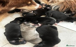 Pomsky dogs for stud: Proven quality F2 proven stud in Andover - Image 19