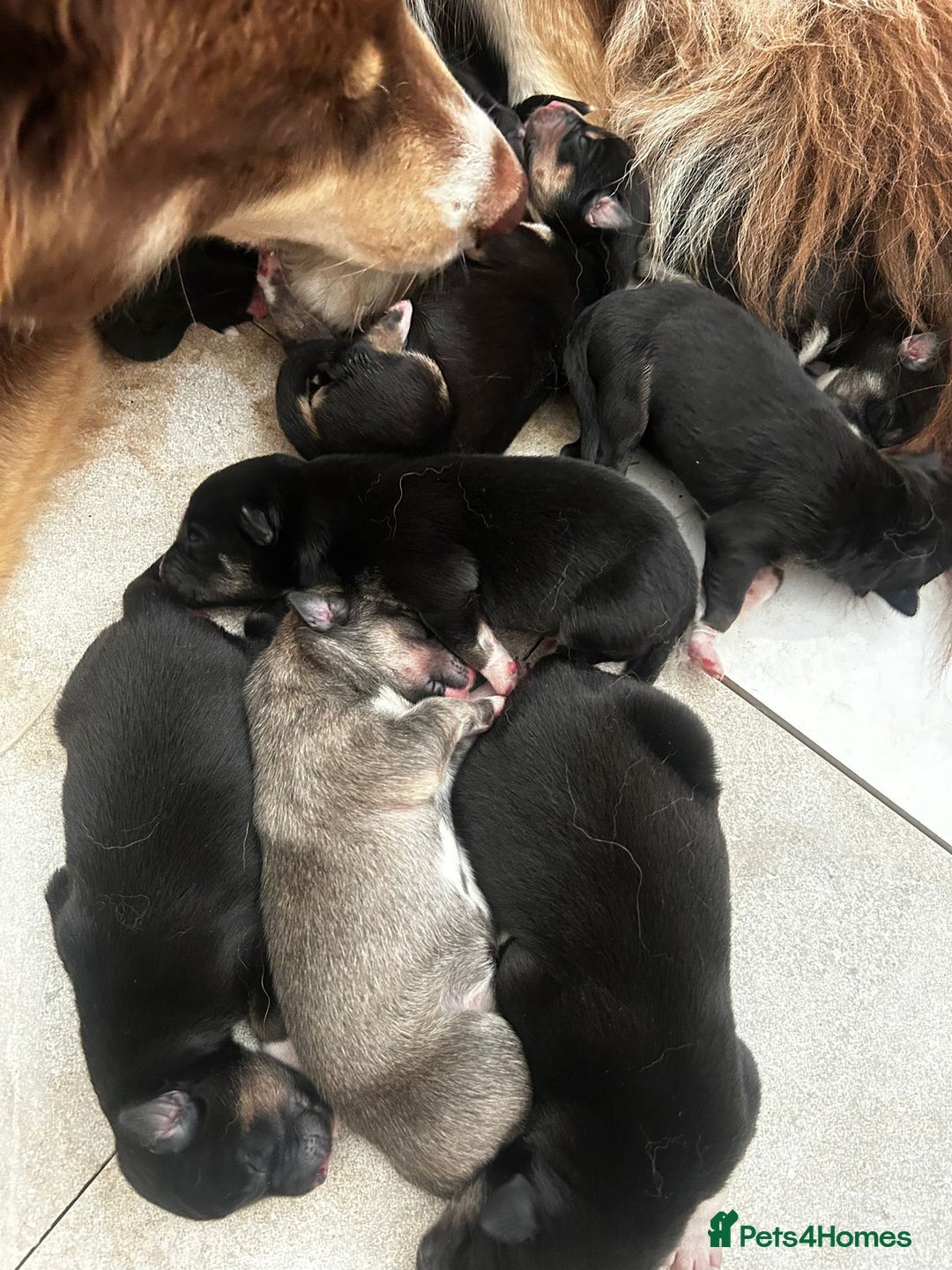 Pomsky dogs for stud: Proven quality F2 proven stud in Andover - Image 19
