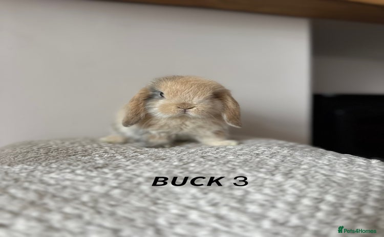 Mini Lop rabbits - Advert 16