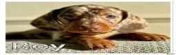 Miniature Dachshund dogs for sale: Splendid mini dachshunds  in Ipswich - Advert 7