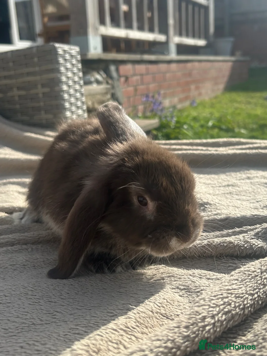 Mini Lop rabbits for sale: Beautiful mini lop rabbits  - Advert 2