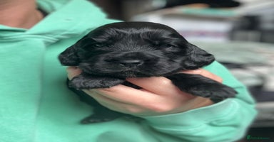 Cocker Spaniel dogs - Advert 3