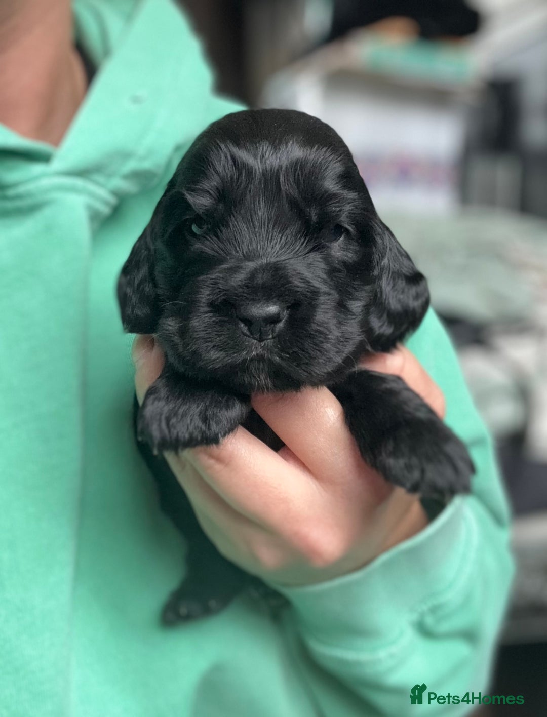 Cocker Spaniel dogs for sale: Beautiful show type cocker spaniels  - Image 2