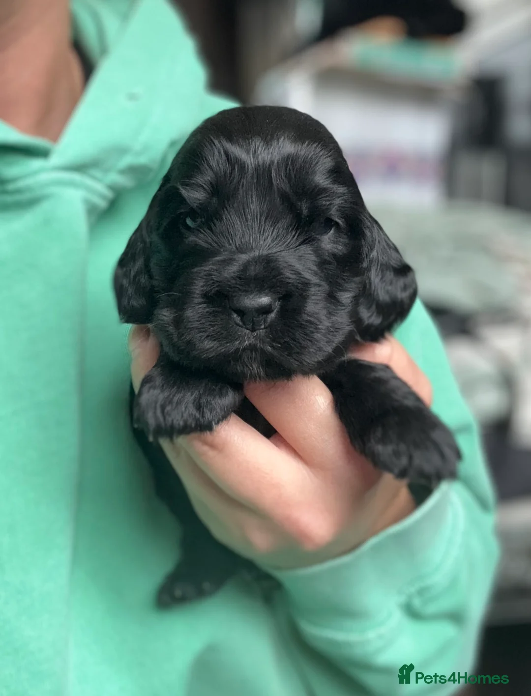 Cocker Spaniel dogs for sale: show type female!!!  - Advert 6