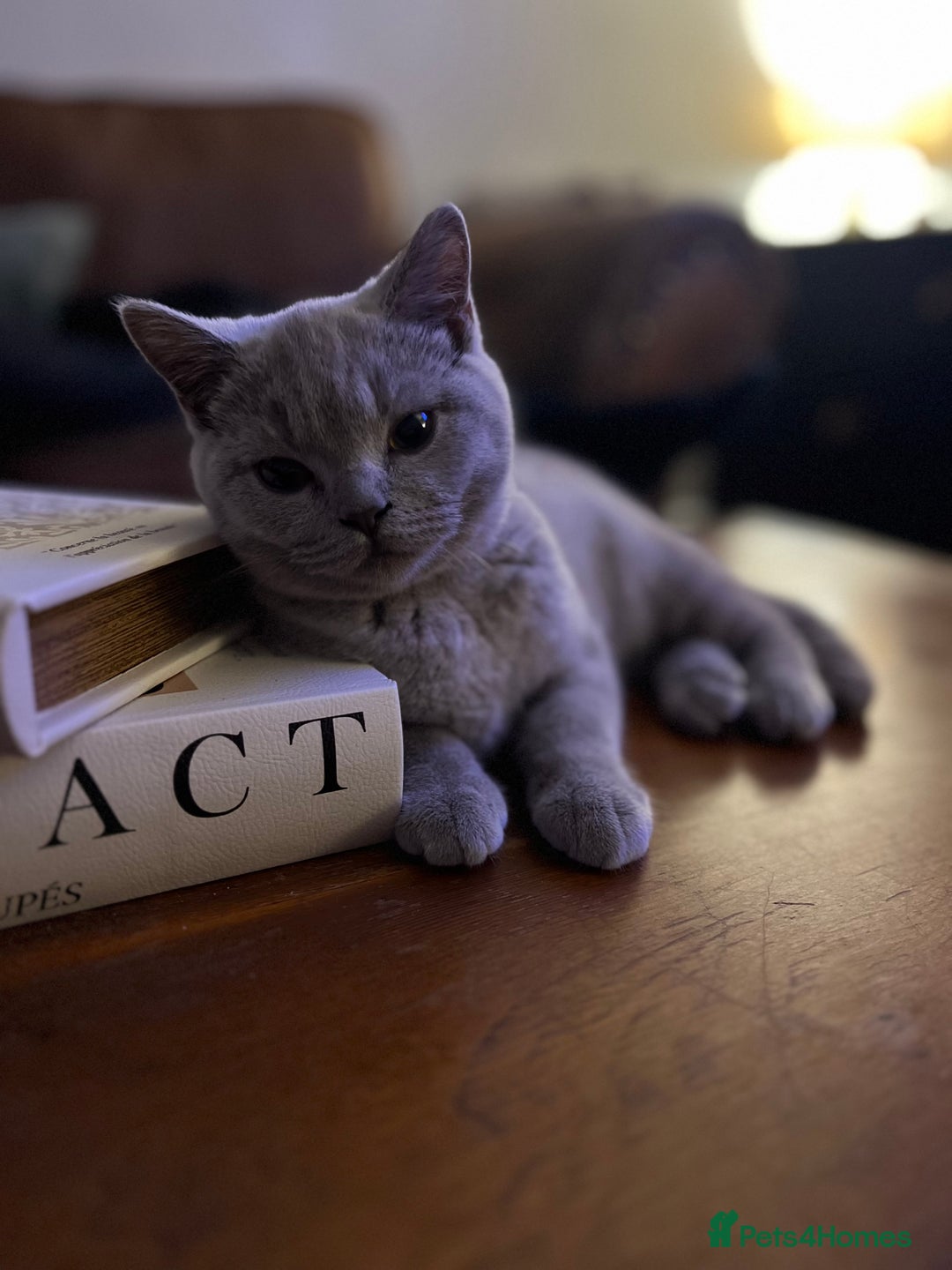 British Shorthair cats for sale: 1 year old Beautiful female British shorthair - Image 5