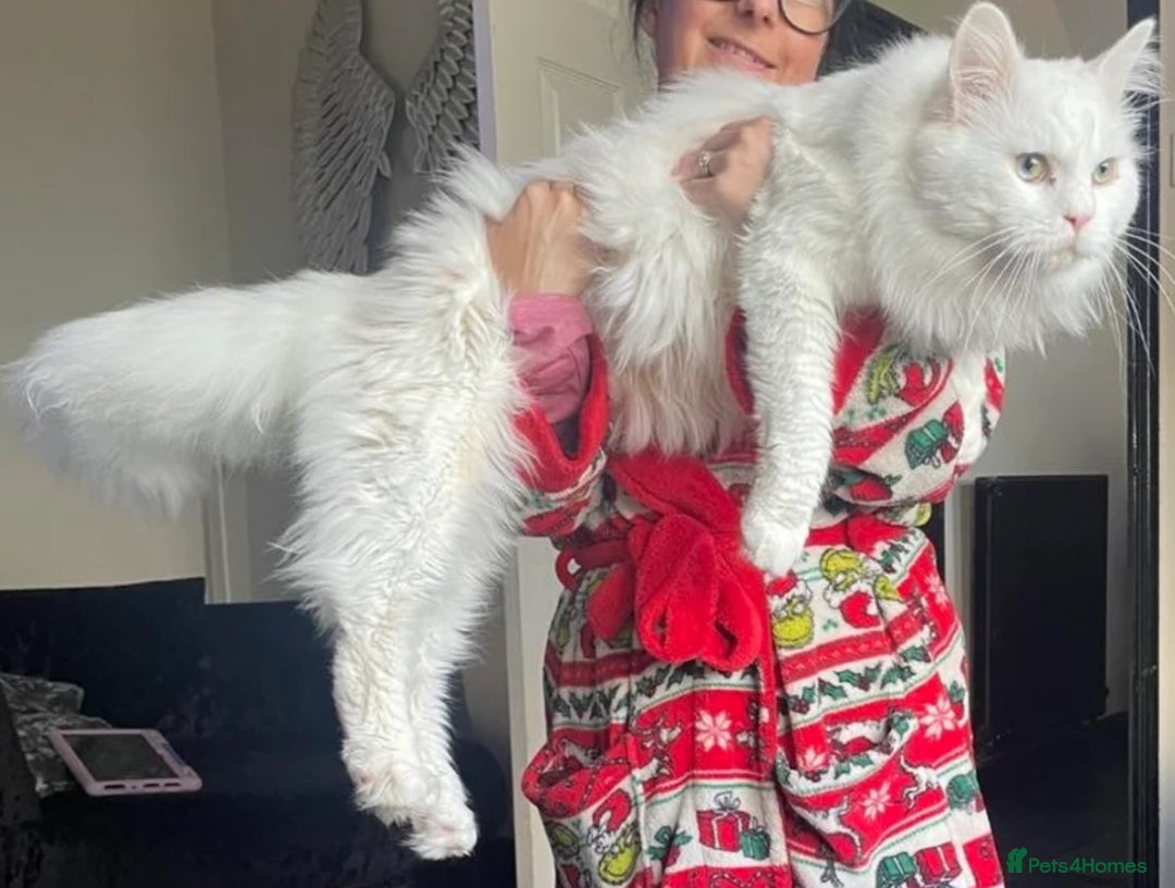 Maine Coon cats for sale: 2 odd eye male Mainecoon and 1 female smoke kitten - Advert 17