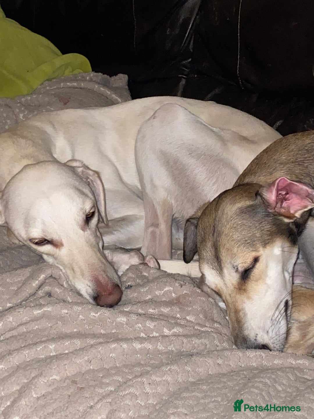 Greyhound dogs for sale: Greyhounds two years old  - Advert 1