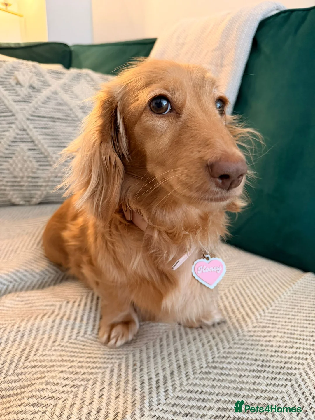 Miniature Dachshund dogs for sale: Cream Miniature Long-Haired Dachshunds - Advert 2