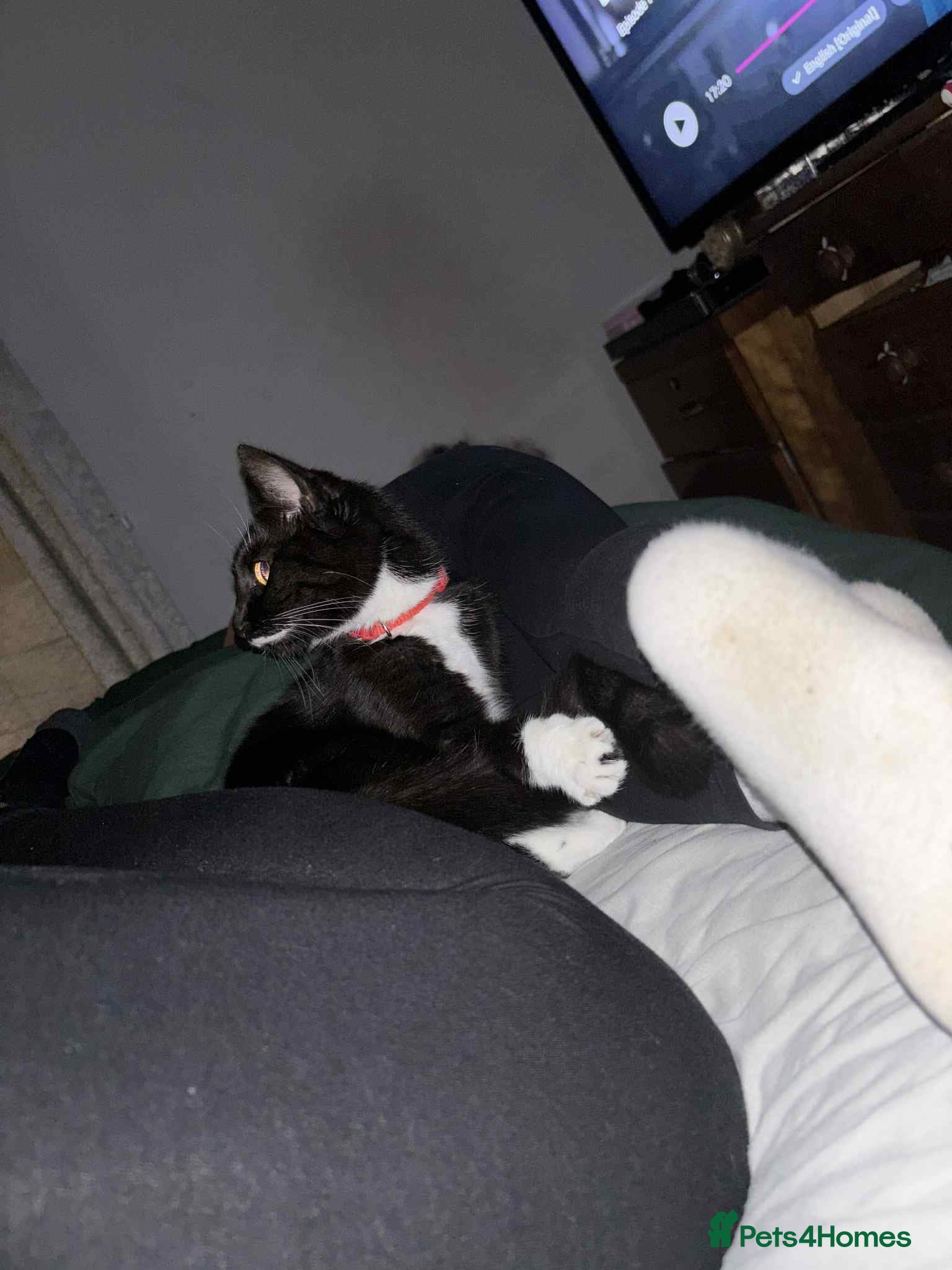 Mixed Breed cats Black and white cat  - Advert 6