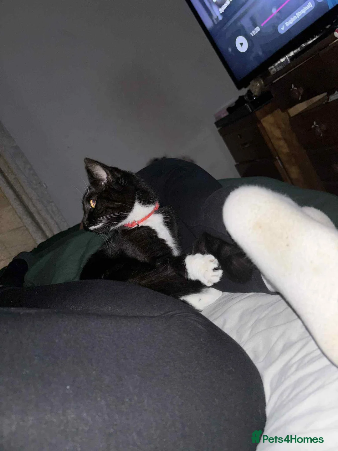 Mixed Breed cats for sale: Black and white cat  - Advert 1