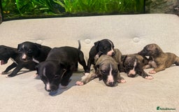 Whippet dogs for sale: KC Registered Whippet Puppies - Image 8