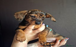 Dachshund dogs for sale: Minature dachshund puppies  - Image 8