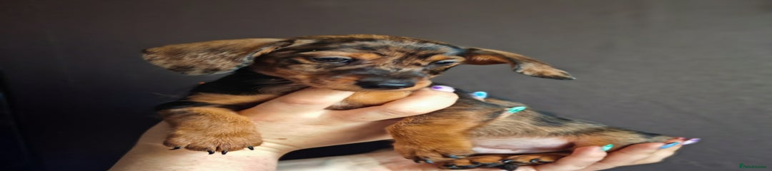 Dachshund Puppy 3 #Donovan