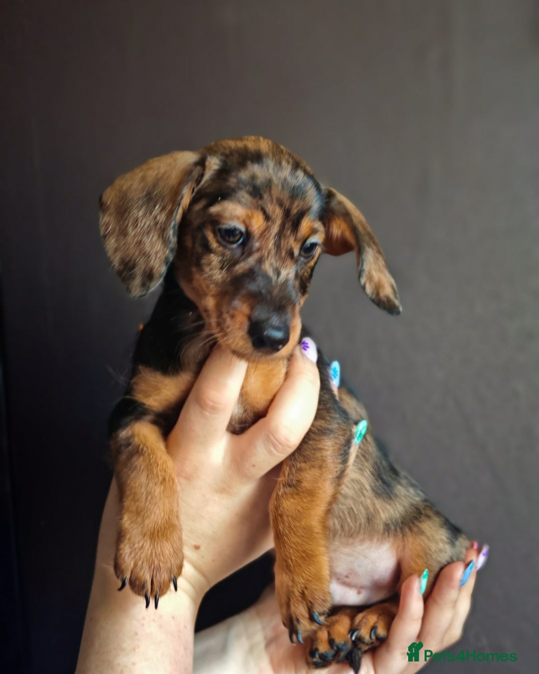 Dachshund dogs for sale: Minature dachshund puppies  - Image 8