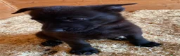 German Shepherd dogs for sale: Working Line German Shepherd Puppies - Cornwall in Hayle - Advert 17