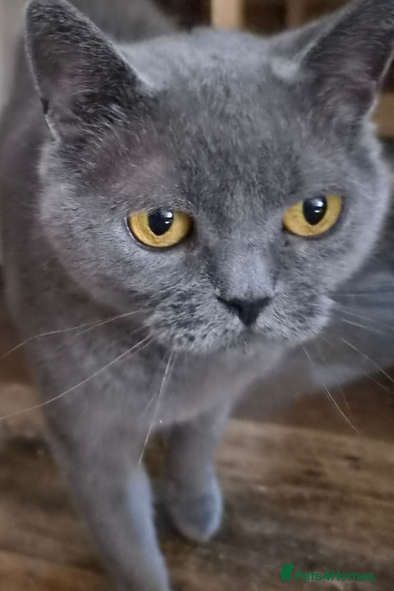 British Shorthair cats Female British blue x Russian blue kitten - Advert 2