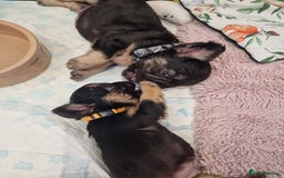 French Bulldog dogs for sale: KC registered Fluffy  French Bulldog READY TO GO! - Image 16