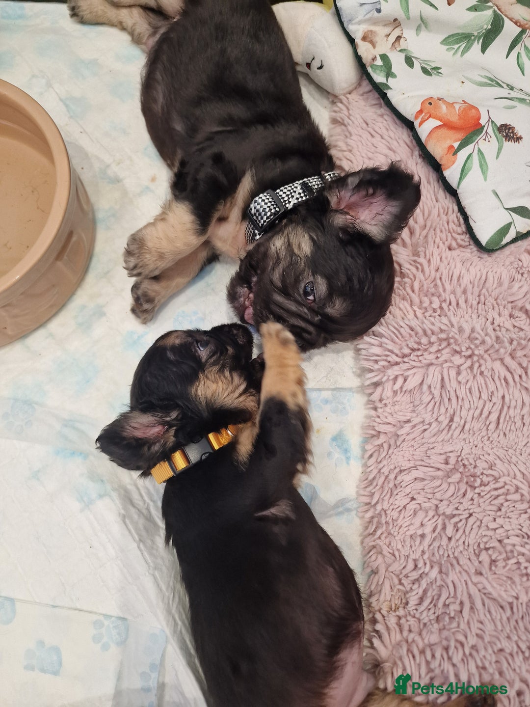 French Bulldog dogs for sale: KC registered Fluffy  French Bulldog READY TO GO! - Image 16