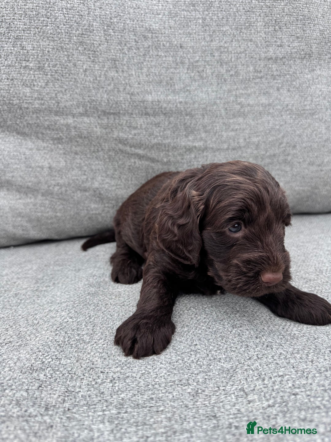 Cockapoo dogs for sale: Beautiful F1 cockerpoo puppies  - Image 15