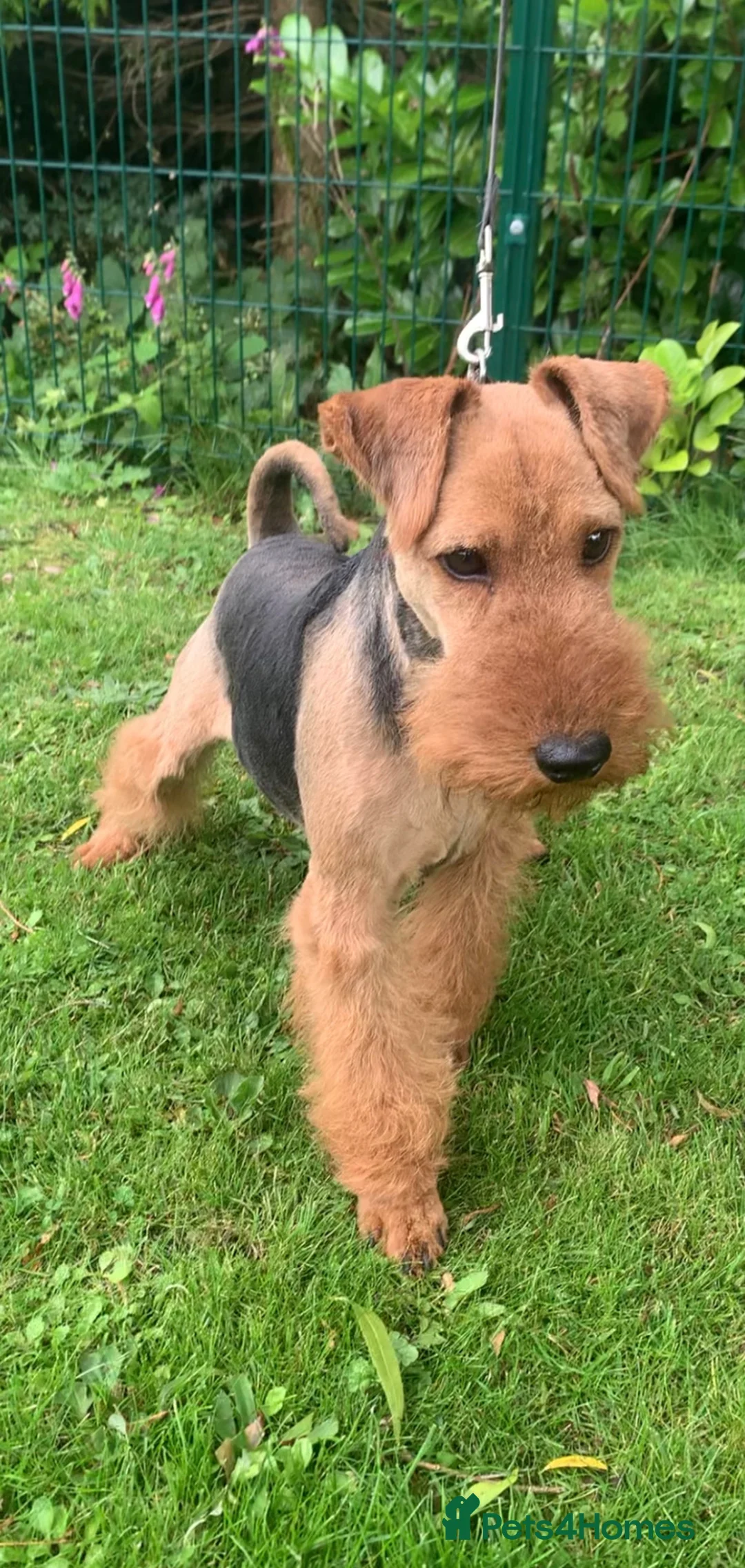 Welsh Terrier dogs for stud: PLL Clear KC REG STUD SON OF BORRIS THE BLADE!! in Littleborough - Advert 4