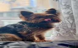 Yorkshire Terrier dogs for sale: Max & Mollie - Image 7