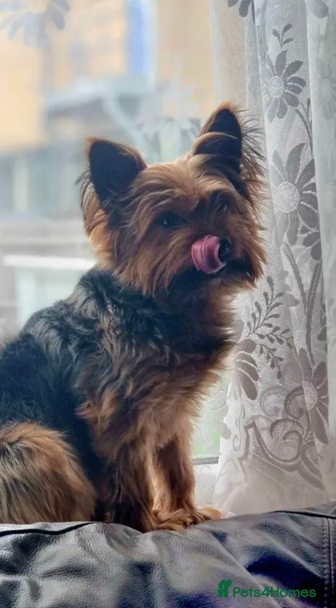 Yorkshire Terrier dogs for sale: Max & Mollie - Image 7