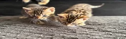 Bengal cats for sale: Unique Bloodline Bengals Tica Reg - Advert 20