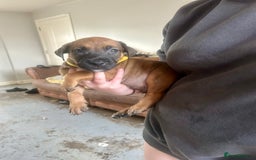 Mixed Breed dogs for sale: F1 bullherder puppies  - Image 12