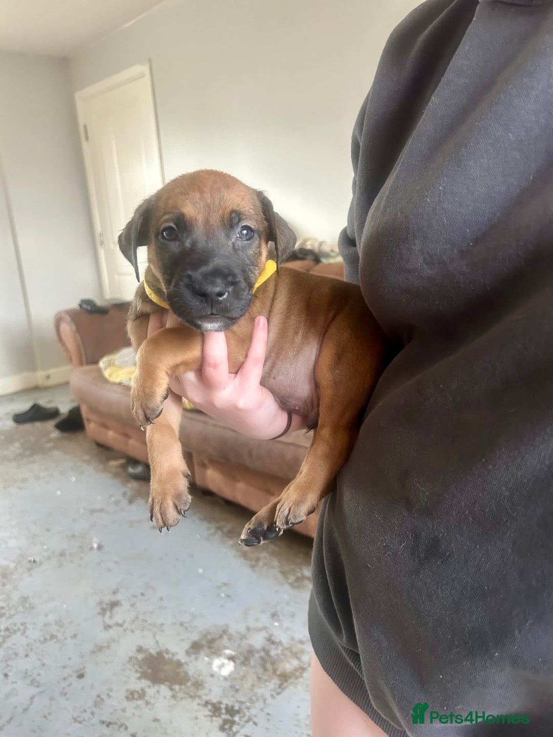 Mixed Breed dogs for sale: F1 bullherder puppies  - Image 12