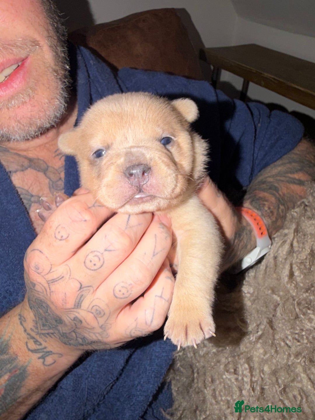 Chow Chow dogs for sale: French chows  - Advert 22