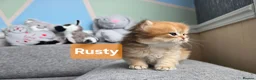 British Shorthair cats for sale: Pedigree golden British shorthair  - Advert 13
