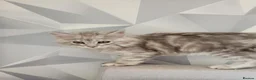 Maine Coon cats for sale: Tica registered maine coon kittens  - Advert 3