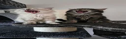 Ragdoll cats for sale: Stunning Chocolate Tortie Ragdoll - Advert 2
