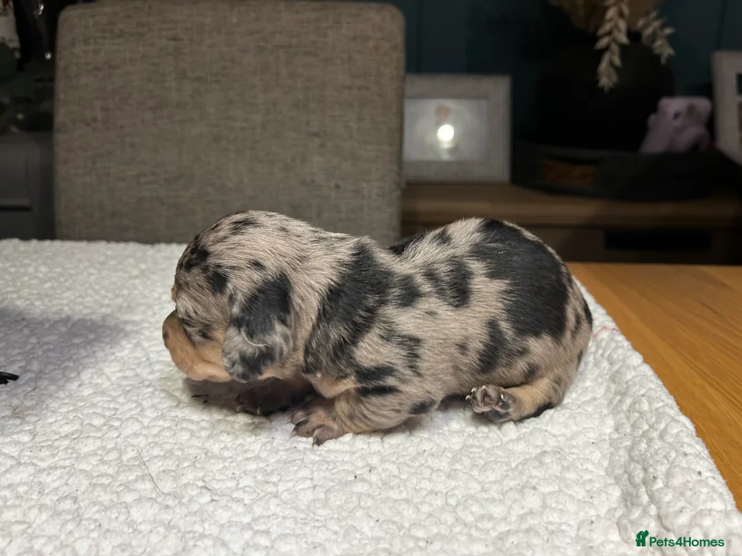 Miniature Dachshund dogs for sale: KC registered litter of mini dachshund puppies  - Advert 9