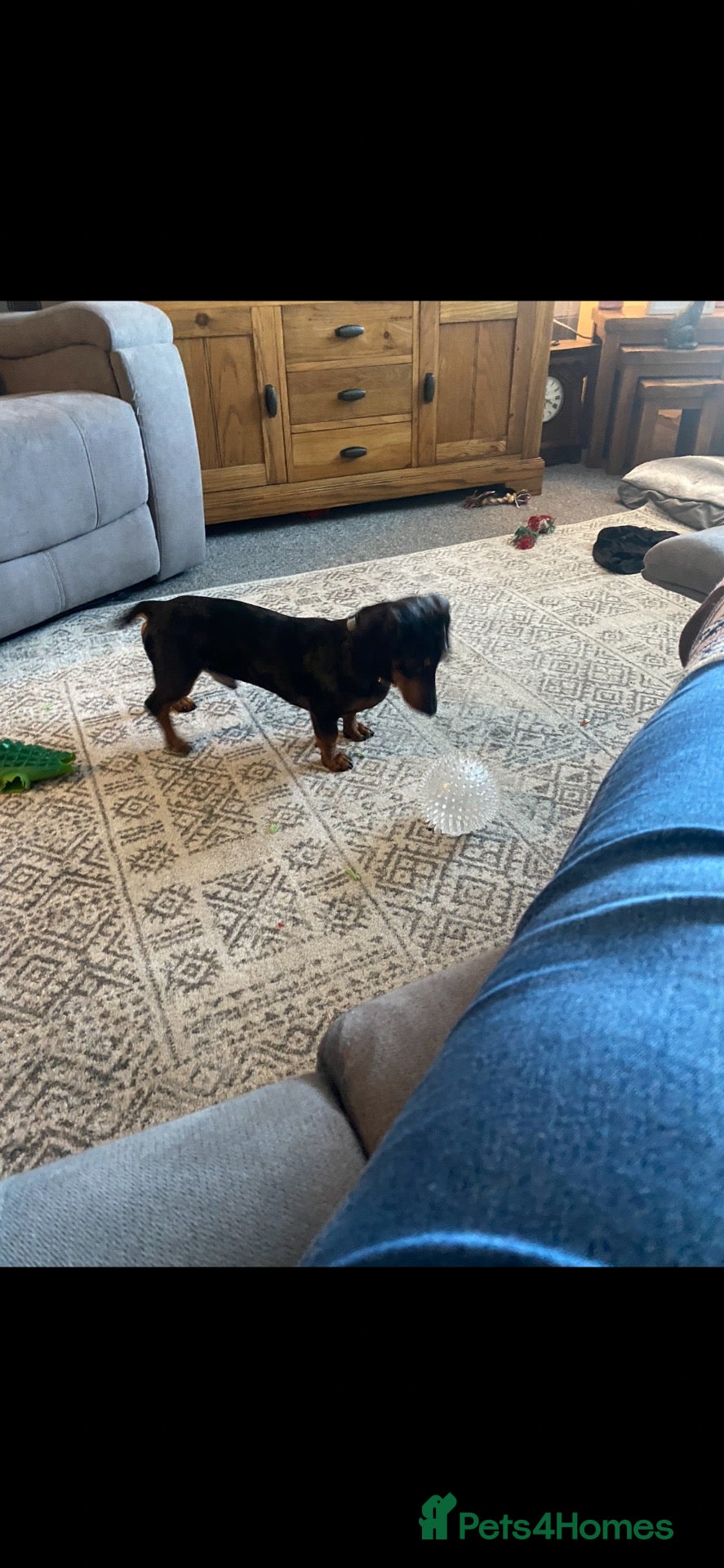 Dachshund dogs 2 year old dachshund looking for forever home - Advert 15