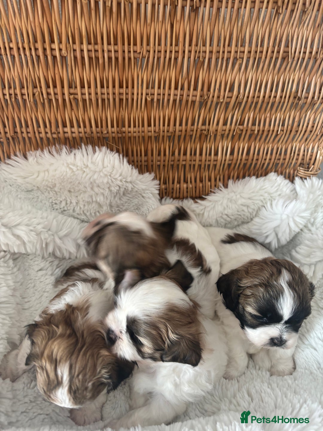 Shih Tzu dogs for sale: Shih Tzu puppies  - Image 5