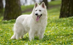German Longhaired Pointer dogs for sale: White longhair German shepherd  - Image 3