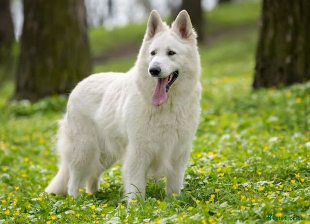 German Longhaired Pointer dogs for sale: White longhair German shepherd  - Image 3