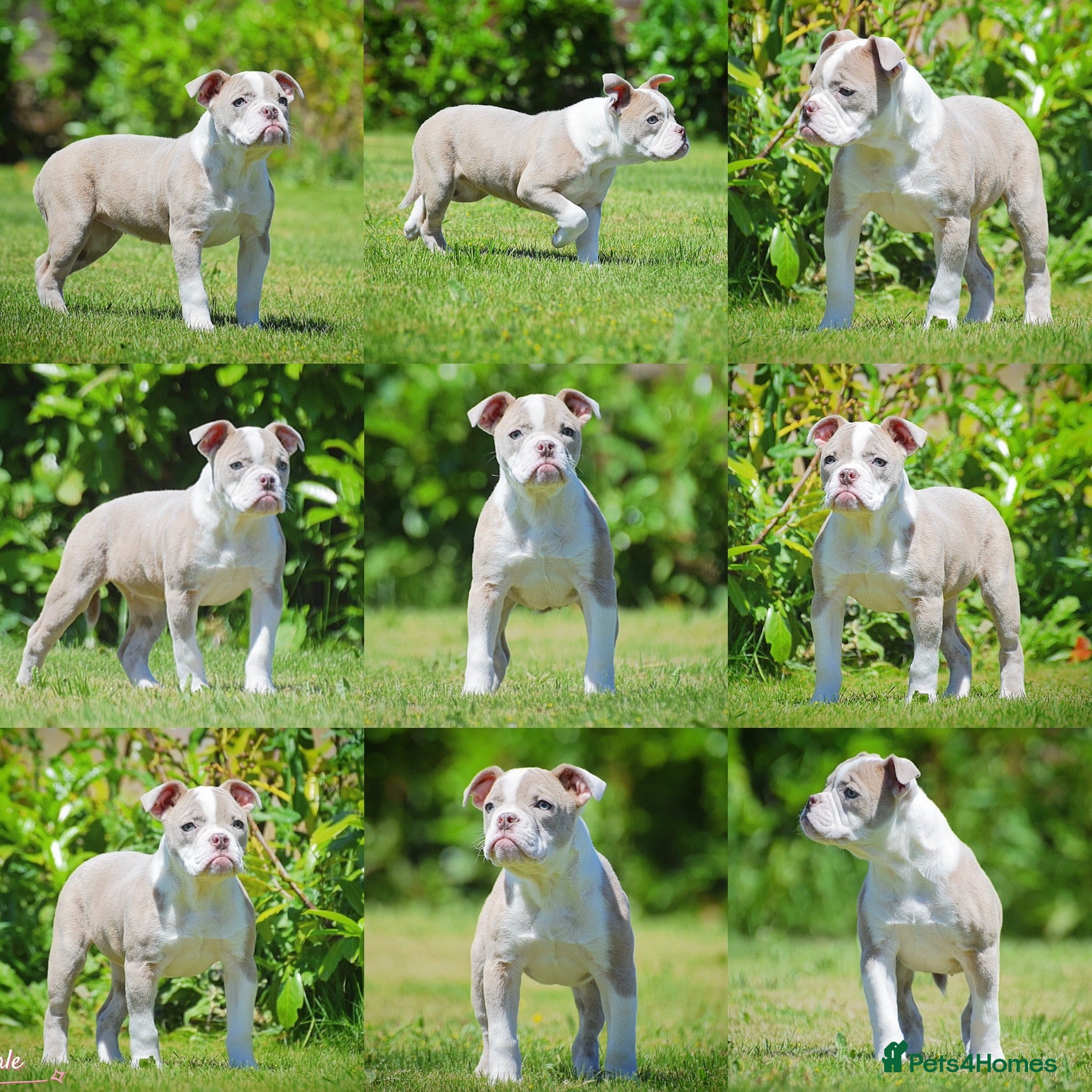 Olde English Bulldogge dogs 23❤️YEARS❤️5⭐️RATED❤️LICENSED❤️PROFESSIONALS❤️ - Advert 4