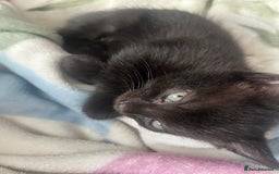 Mixed Breed cats for sale: 3 mixed male kittens for sale - Image 4