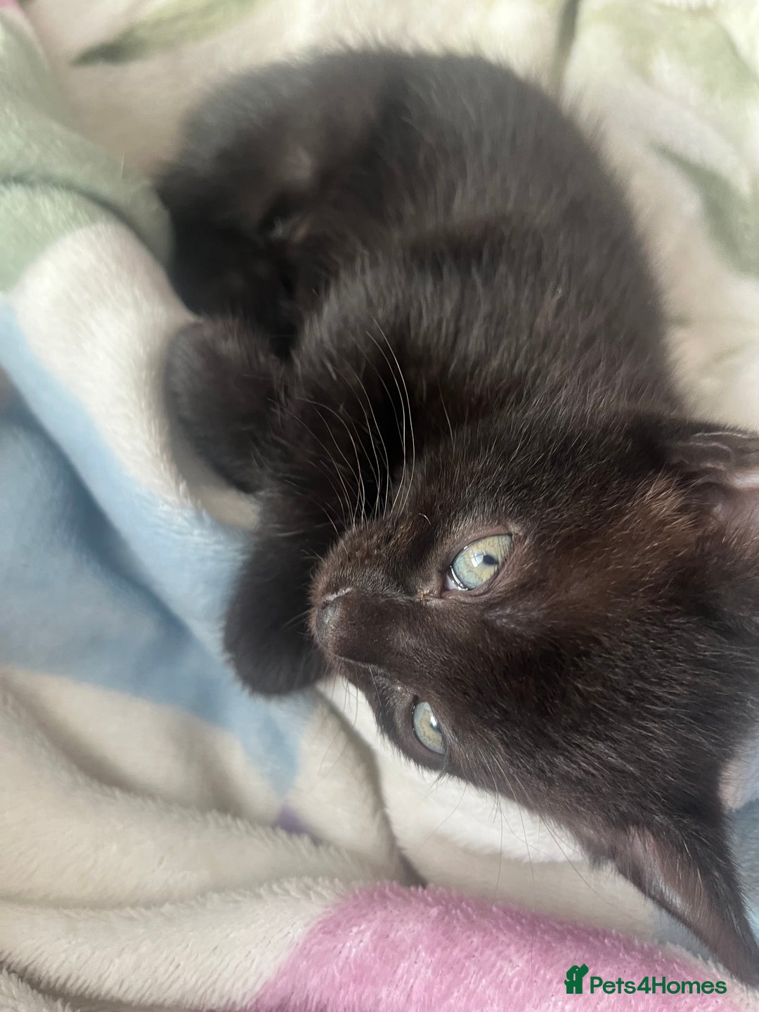 Mixed Breed cats for sale: 3 mixed male kittens for sale - Image 4