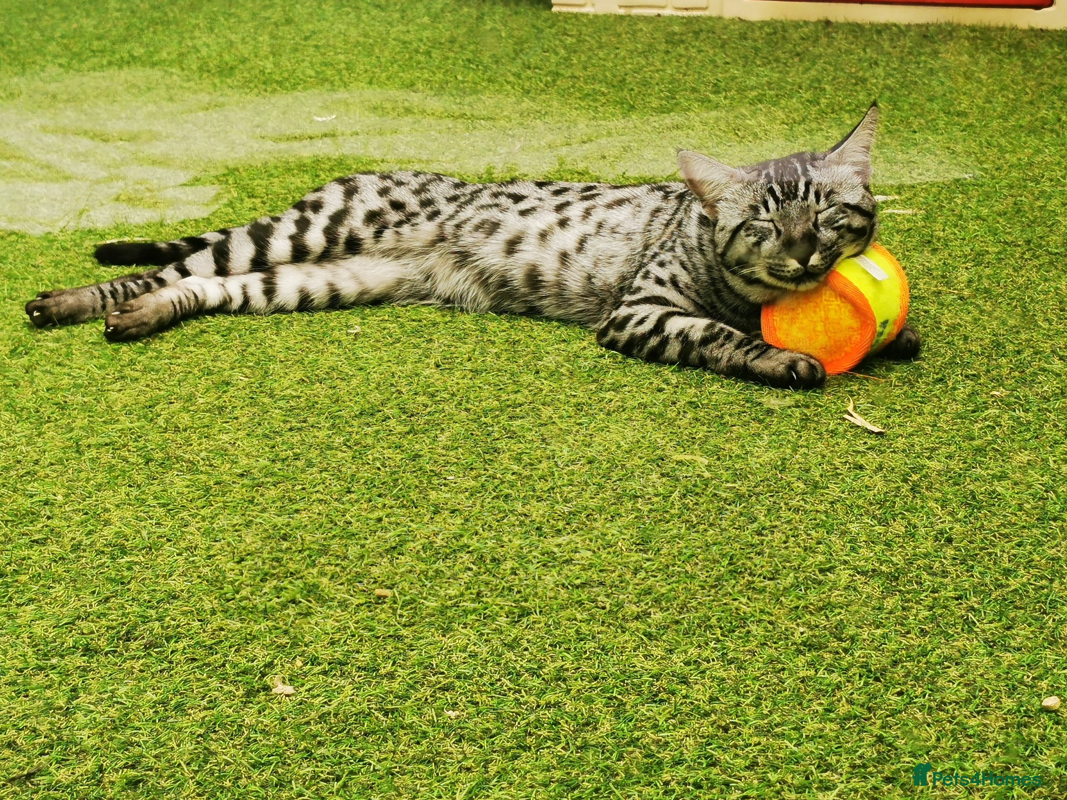 Savannah cats  silver spotted in Wickford - Advert 1