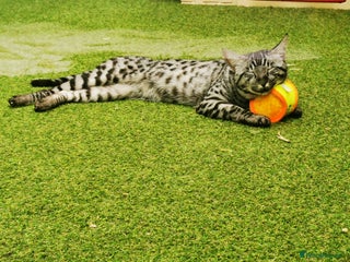 Savannah cats in Wickford - Advert 18