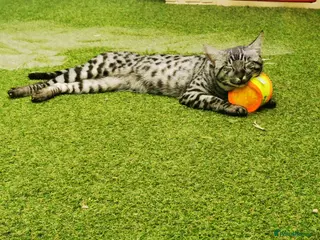 Savannah cats silver spotted in Wickford - Advert 1