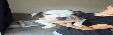 Koda