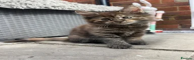 Maine Coon 1